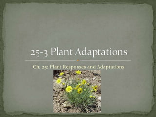 Ch. 25: Plant Responses and Adaptations 25-3 Plant Adaptations