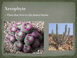 Plant that lives in the desert biomeXerophyte