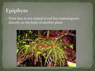 Plant that is not rooted in soil but instead grows directly on the body of another plantEpiphyte