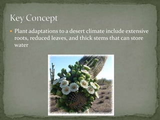 Plant adaptations to a desert climate include extensive roots, reduced leaves, and thick stems that can store waterKey Concept