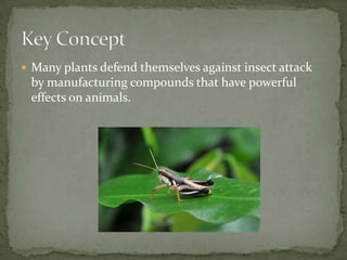Many plants defend themselves against insect attack by manufacturing compounds that have powerful effects on animals. Key Concept