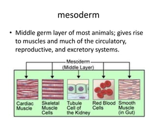 mesoderm
• Middle germ layer of most animals; gives rise
  to muscles and much of the circulatory,
  reproductive, and excretory systems.
 