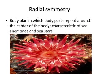 Radial symmetry
• Body plan in which body parts repeat around
  the center of the body; characteristic of sea
  anemones and sea stars.
 