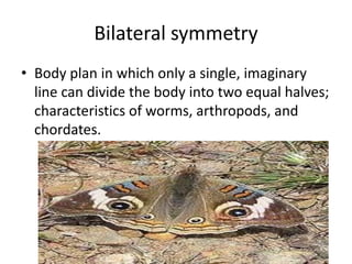 Bilateral symmetry
• Body plan in which only a single, imaginary
  line can divide the body into two equal halves;
  characteristics of worms, arthropods, and
  chordates.
 