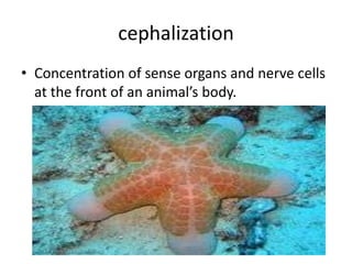 cephalization
• Concentration of sense organs and nerve cells
  at the front of an animal’s body.
 