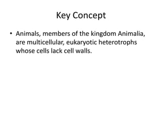 Key Concept
• Animals, members of the kingdom Animalia,
  are multicellular, eukaryotic heterotrophs
  whose cells lack cell walls.
 