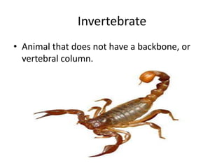 Invertebrate
• Animal that does not have a backbone, or
  vertebral column.
 