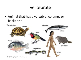 vertebrate
• Animal that has a vertebral column, or
  backbone
 