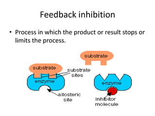 Feedback inhibition
• Process in which the product or result stops or
  limits the process.
 