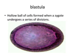 blastula
• Hollow ball of cells formed when a zygote
  undergoes a series of divisions.
 