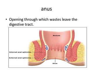 anus
• Opening through which wastes leave the
  digestive tract.
 