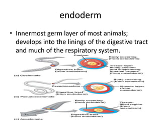 endoderm
• Innermost germ layer of most animals;
  develops into the linings of the digestive tract
  and much of the respiratory system.
 