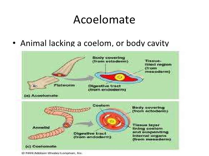 Biology 27 1 flatworms