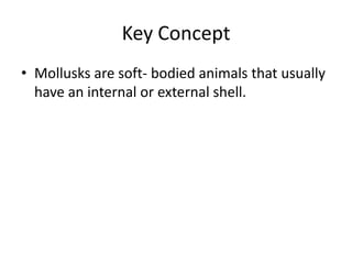 Key Concept
• Mollusks are soft- bodied animals that usually
have an internal or external shell.
