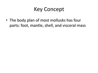 Key Concept
• The body plan of most mollusks has four
parts: foot, mantle, shell, and visceral mass