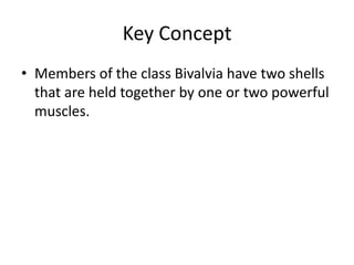 Key Concept
• Members of the class Bivalvia have two shells
that are held together by one or two powerful
muscles.