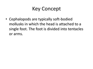 Key Concept
• Cephalopods are typically soft-bodied
mollusks in which the head is attached to a
single foot. The foot is divided into tentacles
or arms.