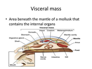 Visceral mass
• Area beneath the mantle of a mollusk that
contains the internal organs