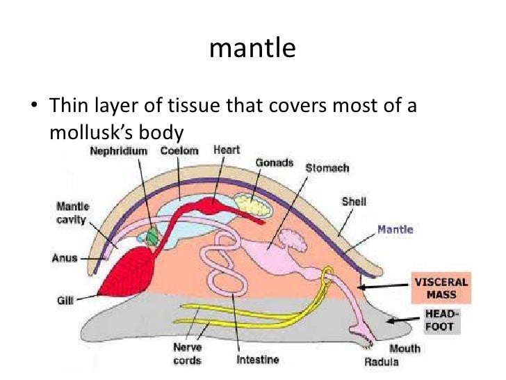 How To Describe The Functions Of The Mantle In Mollusks