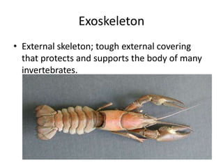 Biology 28 1 introduction to the arthropods | PPTX