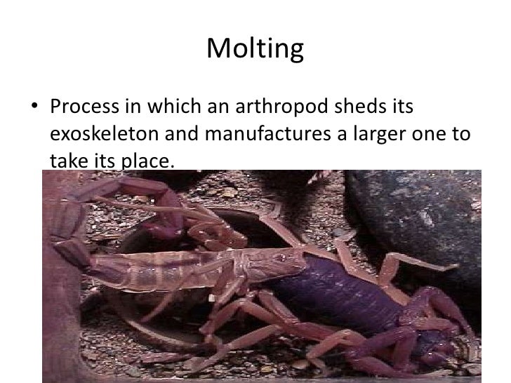 Biology 28 1 introduction to the arthropods