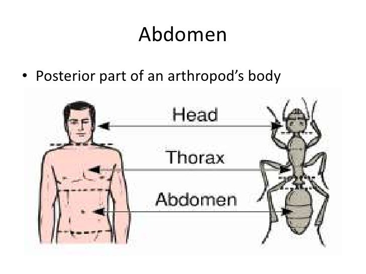Biology 28 2 groups of arthropods