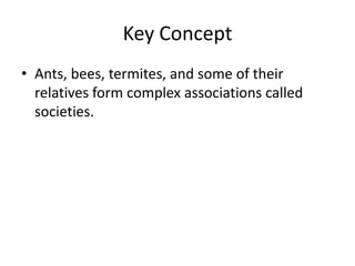 Key ConceptAnts, bees, termites, and some of their relatives form complex associations called societies.