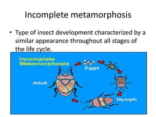 Incomplete metamorphosisType of insect development characterized by a similar appearance throughout all stages of the life cycle.