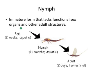 NymphImmature form that lacks functional sex organs and other adult structures.