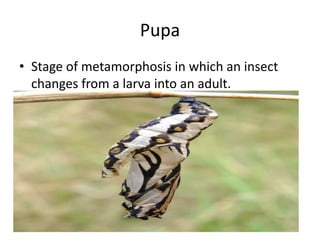 PupaStage of metamorphosis in which an insect changes from a larva into an adult.