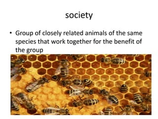 societyGroup of closely related animals of the same species that work together for the benefit of the group