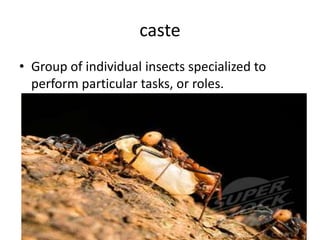 casteGroup of individual insects specialized to perform particular tasks, or roles.