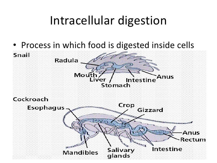 Biology 29 2 form and function in invertebrates