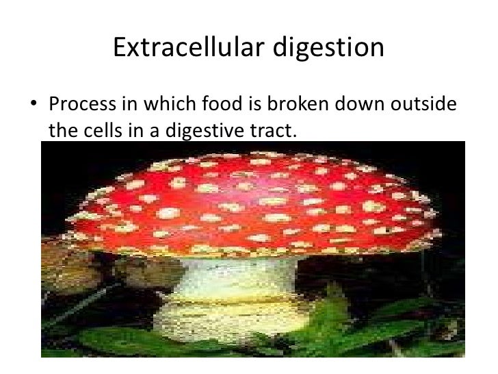 Biology 29 2 form and function in invertebrates