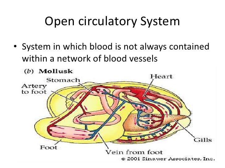 Biology 29 2 form and function in invertebrates