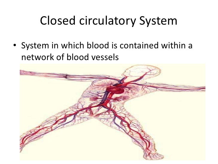 Biology 29 2 form and function in invertebrates