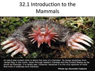 32.1 Introduction to the Mammals 