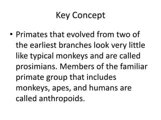 Key ConceptPrimates that evolved from two of the earliest branches look very little like typical monkeys and are called prosimians. Members of the familiar primate group that includes monkeys, apes, and humans are called anthropoids.