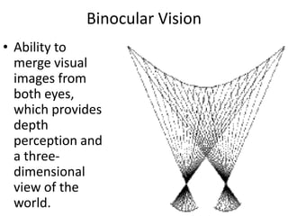 Binocular Vision Ability to merge visual images from both eyes, which provides depth perception and a three-dimensional view of the world. 