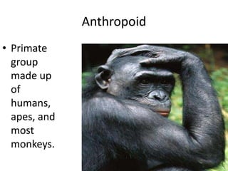 AnthropoidPrimate group made up of humans, apes, and most monkeys.