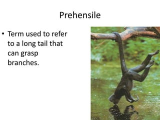 Prehensile Term used to refer to a long tail that can grasp branches.