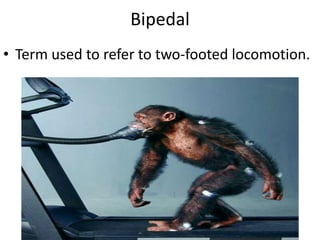 BipedalTerm used to refer to two-footed locomotion. 