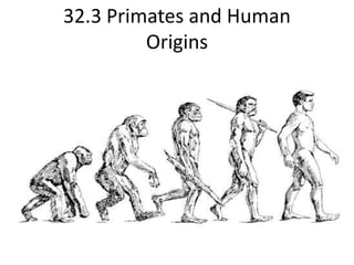 32.3 Primates and Human Origins 