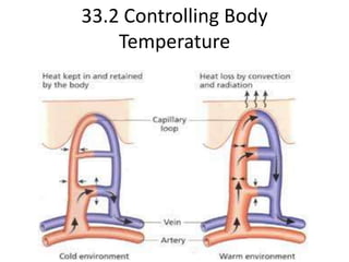 33.2 Controlling Body Temperature 