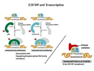 BIOLOGY34RB_CELLCYCLECLOCKcancerbiology.ppt