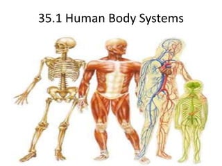 35.1 Human Body Systems 