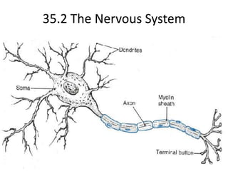 35.2 The Nervous System 