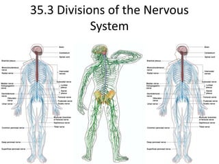 35.3 Divisions of the Nervous System 