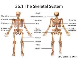 36.1 The Skeletal System 