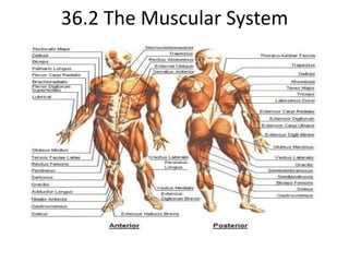 36.2 The Muscular System 
